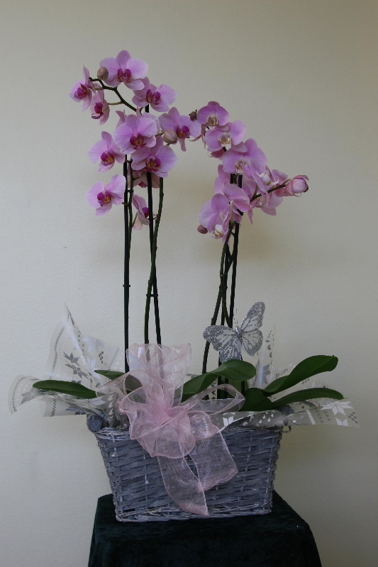 Orchid gift shop